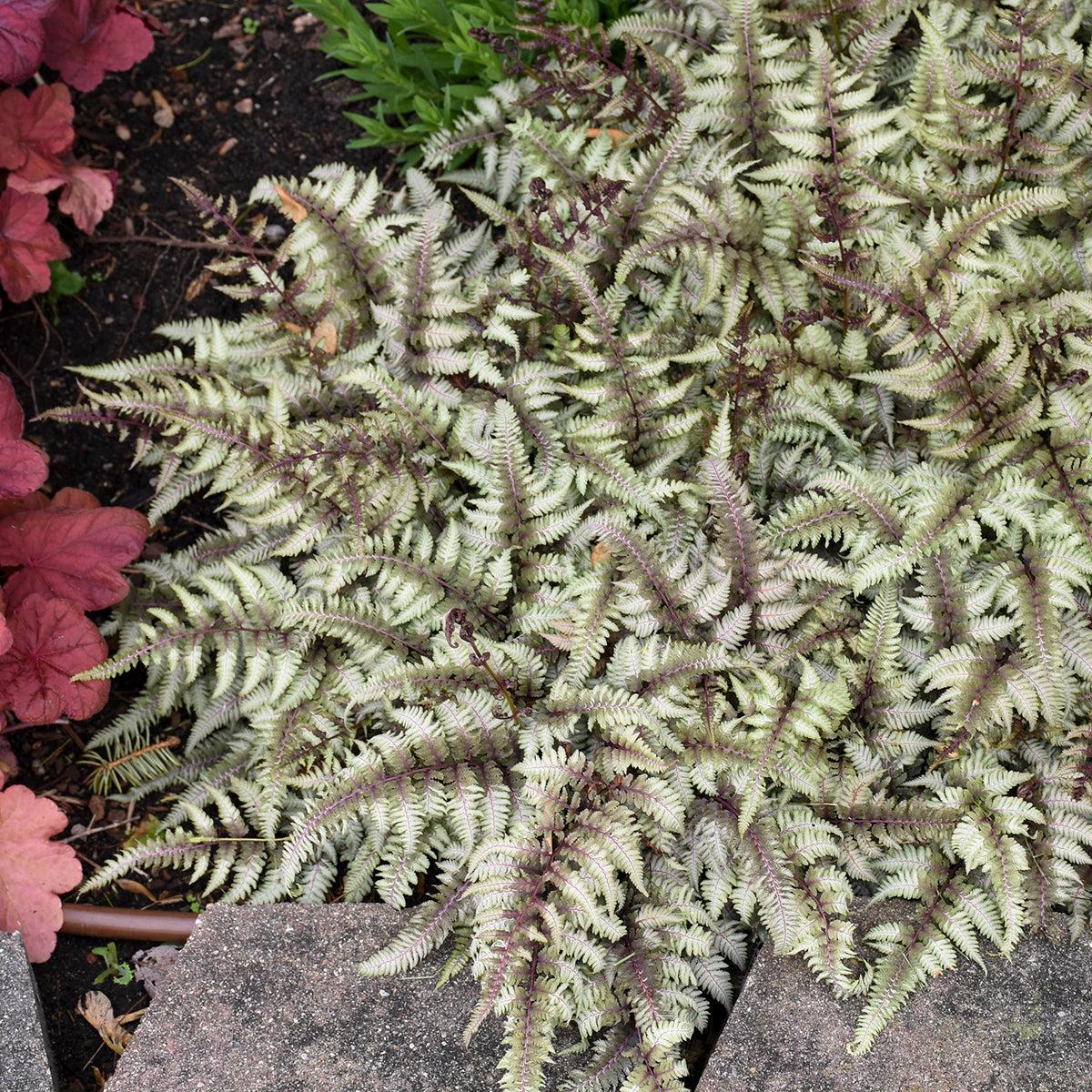 Fern 2c Athyrium Niponicum Var  Pictum 20 10eb36df 6aed 4a86 A6e3 E2bf67a7a3b5 from www redcrocus com