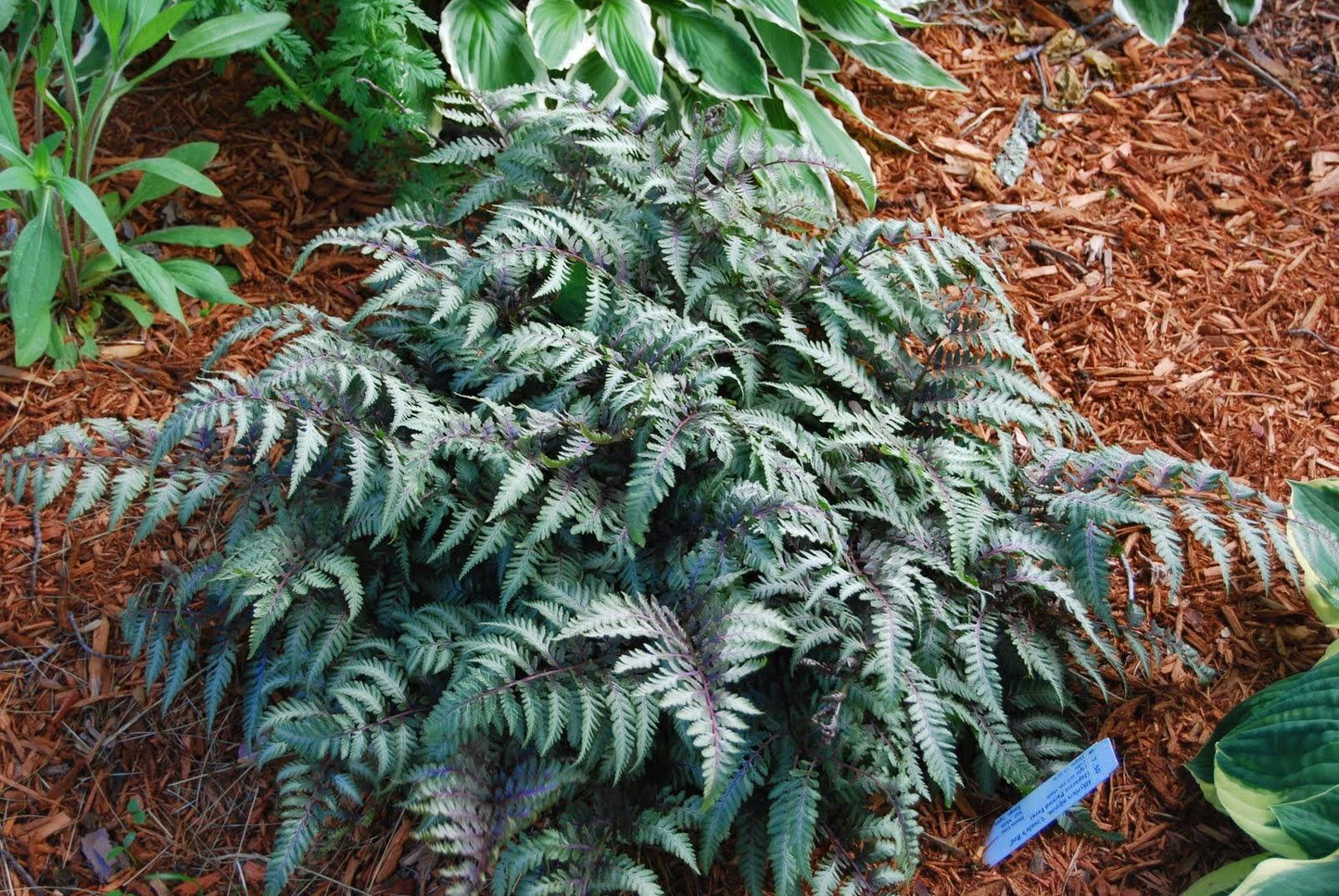 Fern 2c Athyrium Niponicum Var  Pictum 21 A8986f6d 9a97 4d97 9c47 D7ec12f09ae7 from www redcrocus com