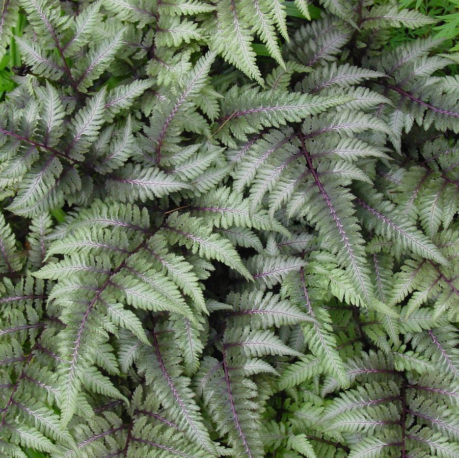 Fern 2c Athyrium Niponicum Var  Pictum 22 40659abf 470e 461a 8a18 D1f941de9788 from www redcrocus com