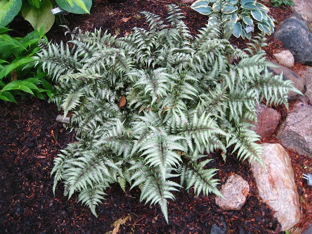 Fern 2c Athyrium Niponicum Var  Pictum 24 A6bc8ffa 3e33 448b Bf5a F535ca0372ac from www redcrocus com