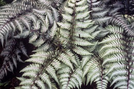 Fern 2c Athyrium Niponicum Var  Pictum 25 75a69a63 C679 429f A6b6 F920620c560b from www redcrocus com