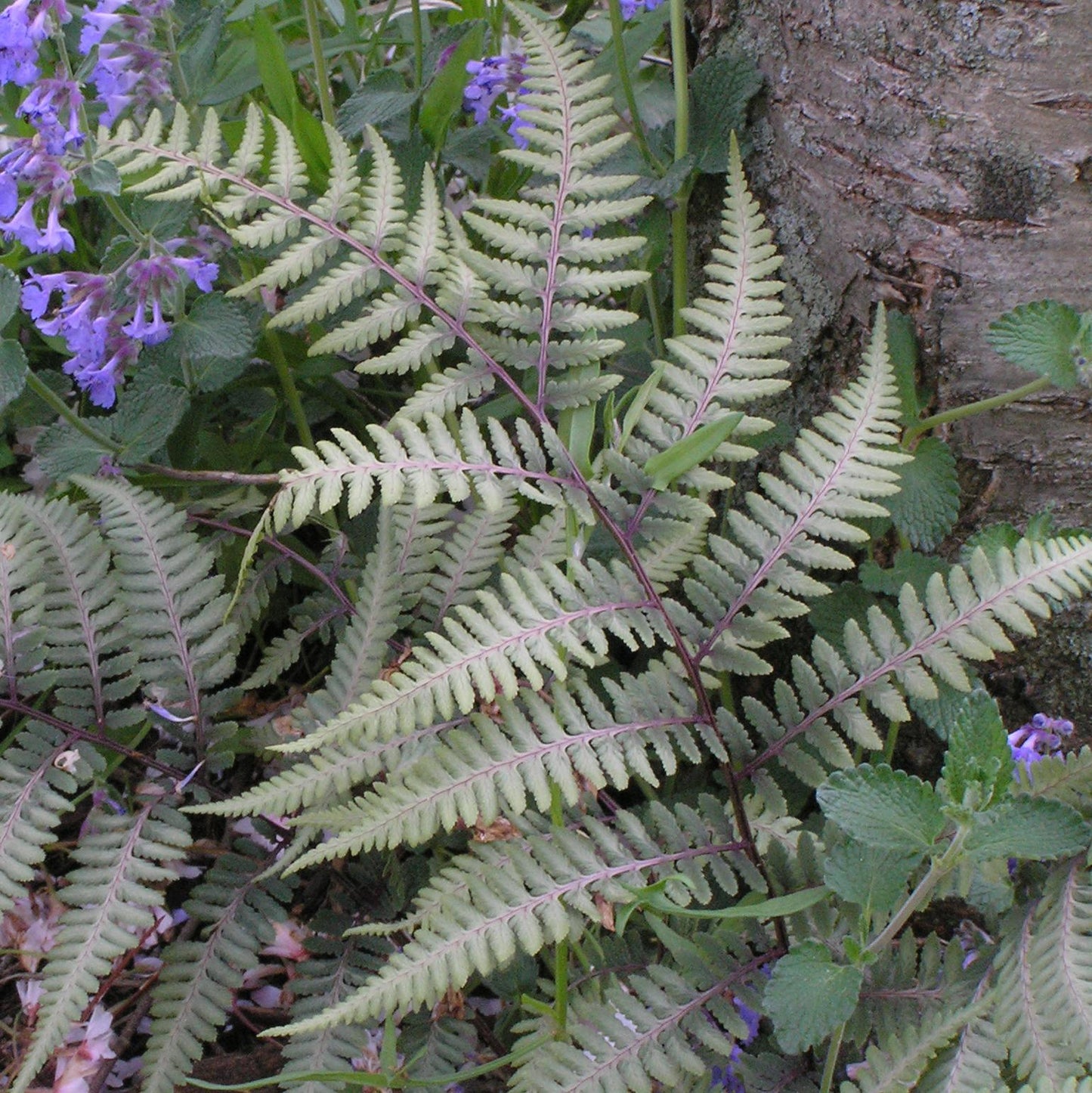 Fern 2c Athyrium Niponicum Var  Pictum 26 5ce20781 52d2 4a7c 956d 1f8283b5ff20 from www redcrocus com