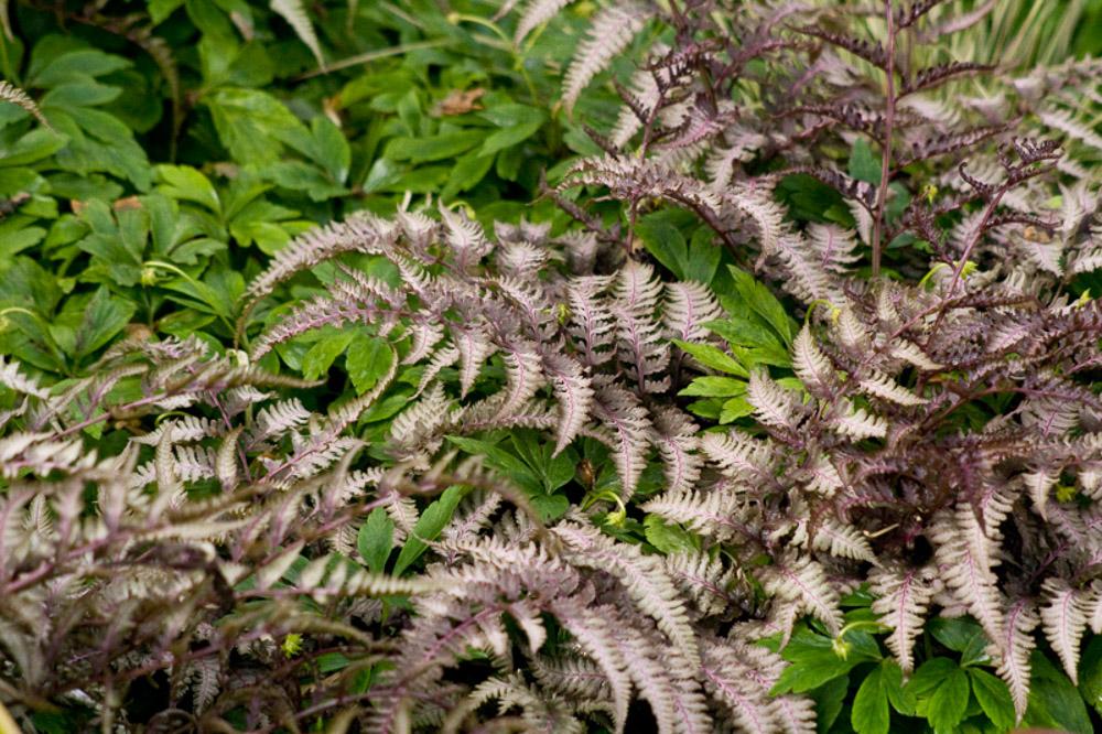 Fern 2c Athyrium Niponicum Var  Pictum 27 5b5163c2 1e55 499b 90ce Cdbdd4bf5d32 from www redcrocus com