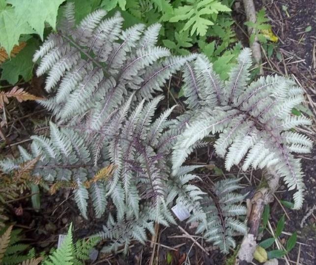 Fern 2c Athyrium Niponicum Var  Pictum 28 2eb7e686 0301 48e3 8511 4f58f15ad293 from www redcrocus com