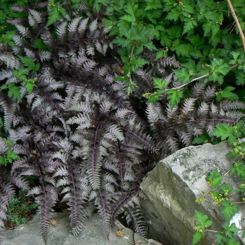 Fern 2c Athyrium Niponicum Var  Pictum 29 B0088da4 F428 4513 8307 Ce426cd5674f from www redcrocus com