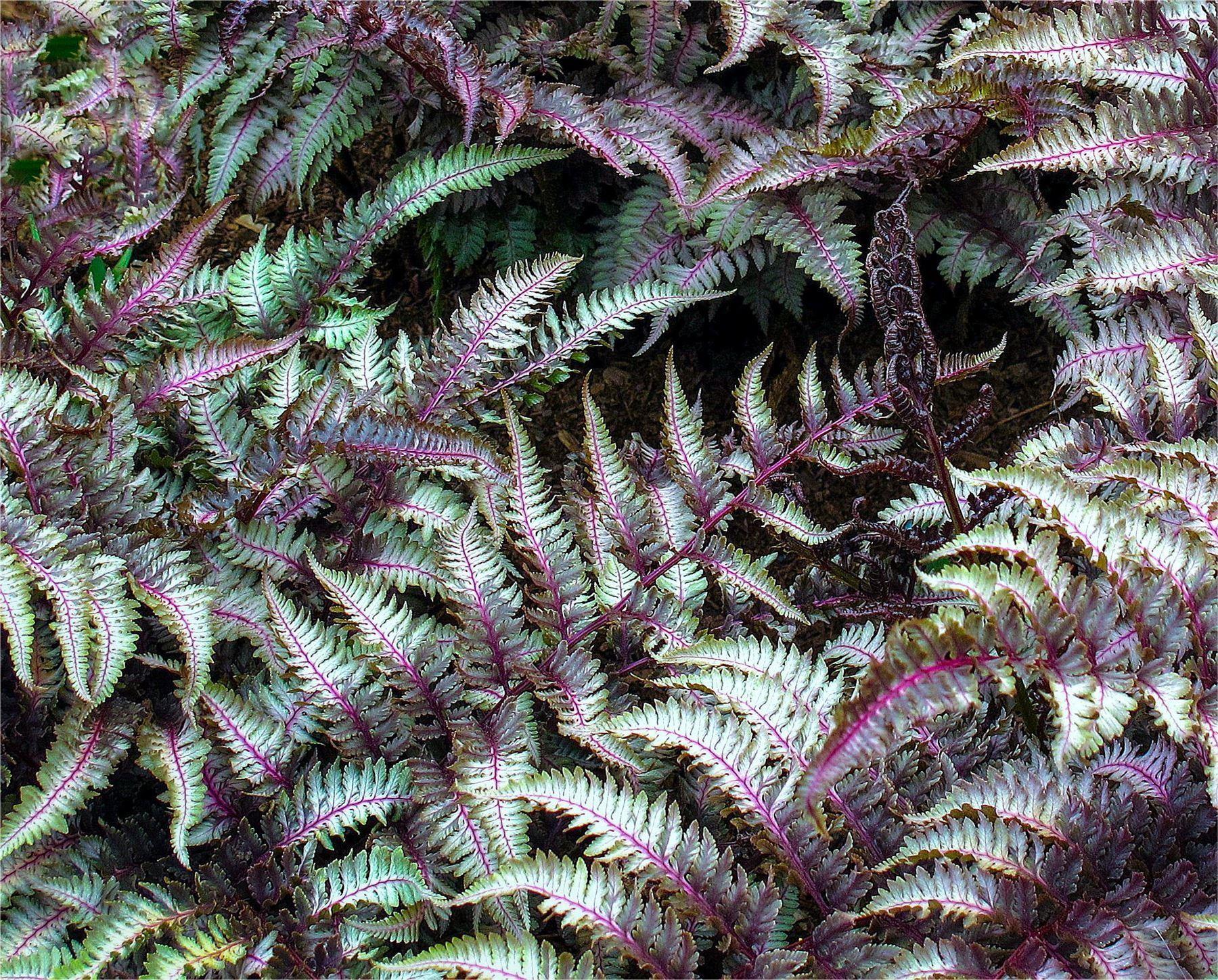Fern 2c Athyrium Niponicum Var  Pictum 30 1ff941aa 9f4c 4efa 8b2a 13b042ee1686 from www redcrocus com