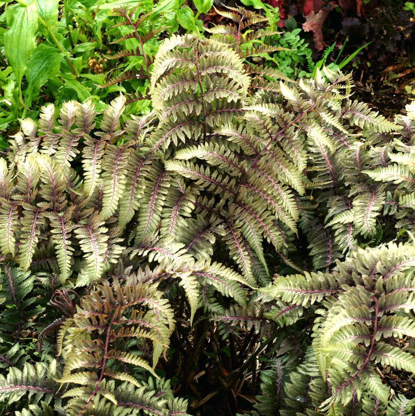 Fern 2c Athyrium Niponicum Var  Pictum 32 1c87e12d Ba06 46e4 9478 1431958e119a from www redcrocus com