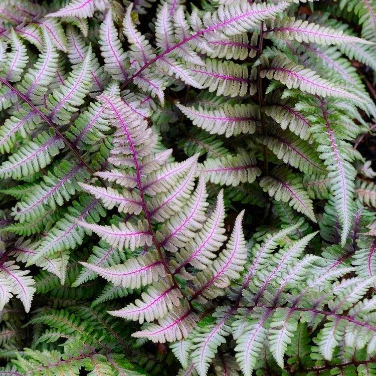 Fern 2c Athyrium Niponicum Var  Pictum 33 E362634d 06ae 4322 90f9 Cf5cc6104ebd from www redcrocus com