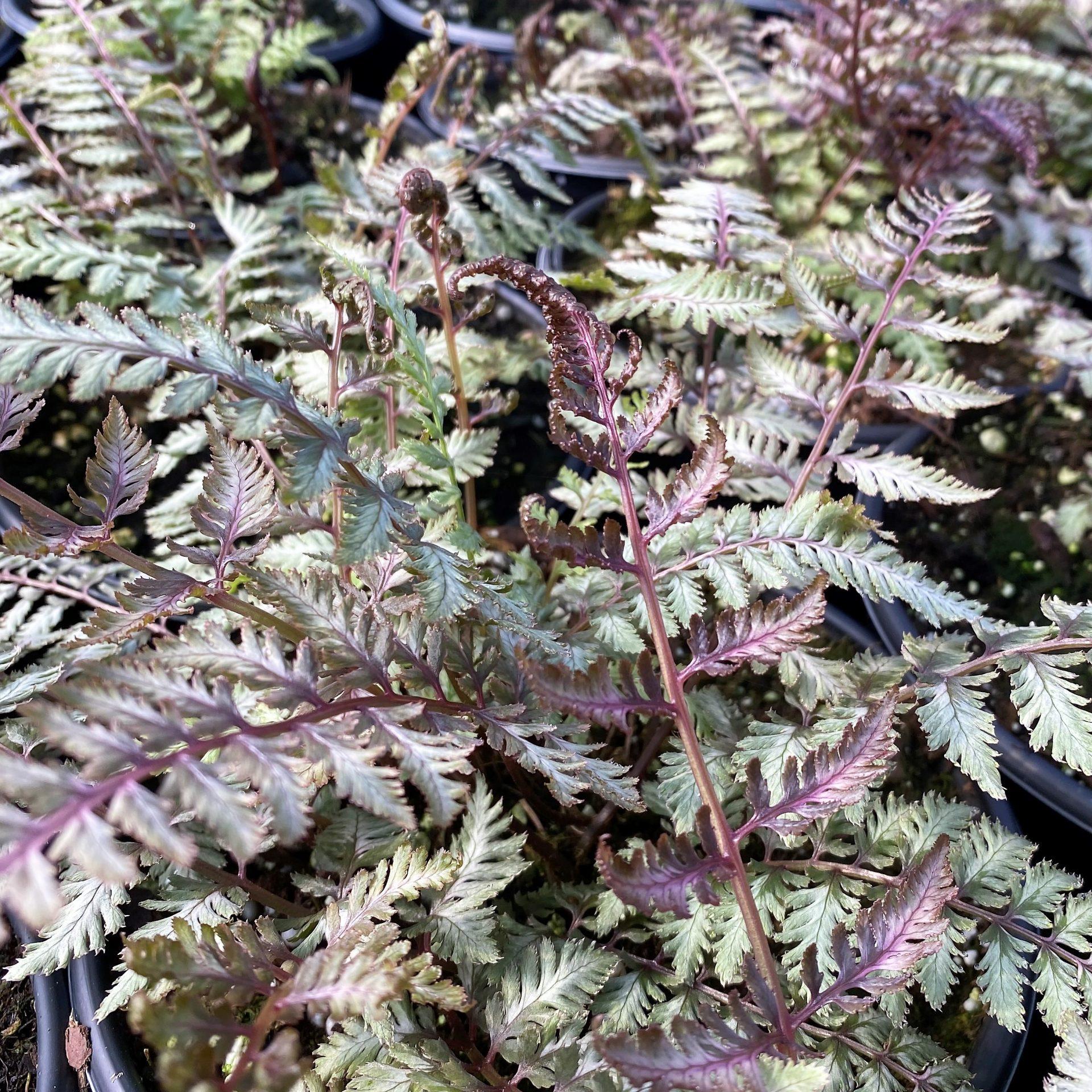 Fern 2c Athyrium Niponicum Var  Pictum 36 2f2d8cc4 3f88 4dfa A07d 62b31d1245c6 from www redcrocus com