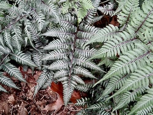Fern 2c Athyrium Niponicum Var  Pictum 37 84045419 39bb 4ba4 8b33 5346c21b4c29 from www redcrocus com