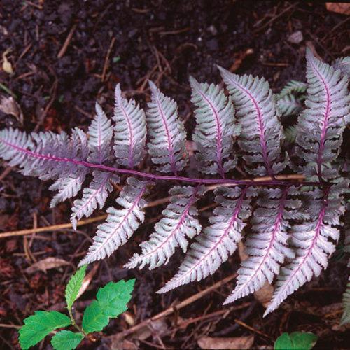 Fern 2c Athyrium Niponicum Var  Pictum 39 43f00b8d 3ed3 4c65 9db3 26903fceb601 from www redcrocus com