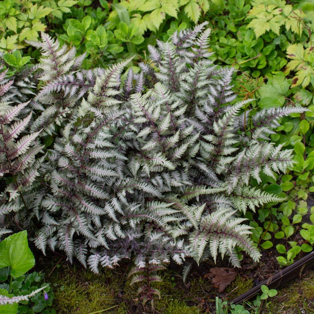 Fern 2c Athyrium Niponicum Var  Pictum 3 0693a426 Ba29 4994 92e0 Caadd8b66cb0 from www redcrocus com