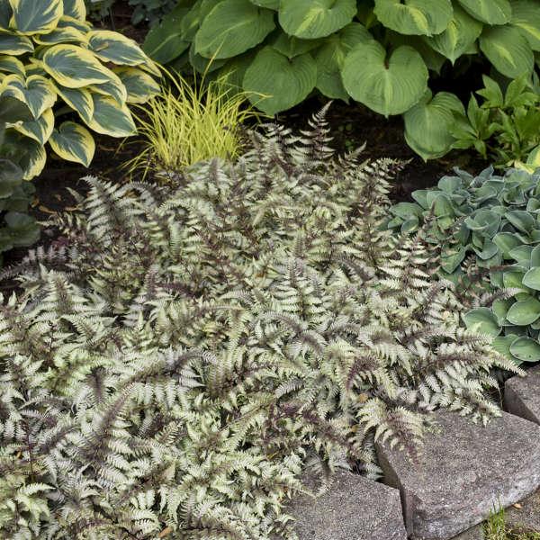 Fern 2c Athyrium Niponicum Var  Pictum 4 B0f0d4ff Bc36 4847 841c B0d051584bec from www redcrocus com