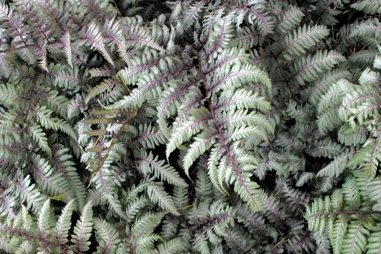 Fern 2c Athyrium Niponicum Var  Pictum 5 37809a62 40b6 4233 8d52 44e0269ad0a4 from www redcrocus com