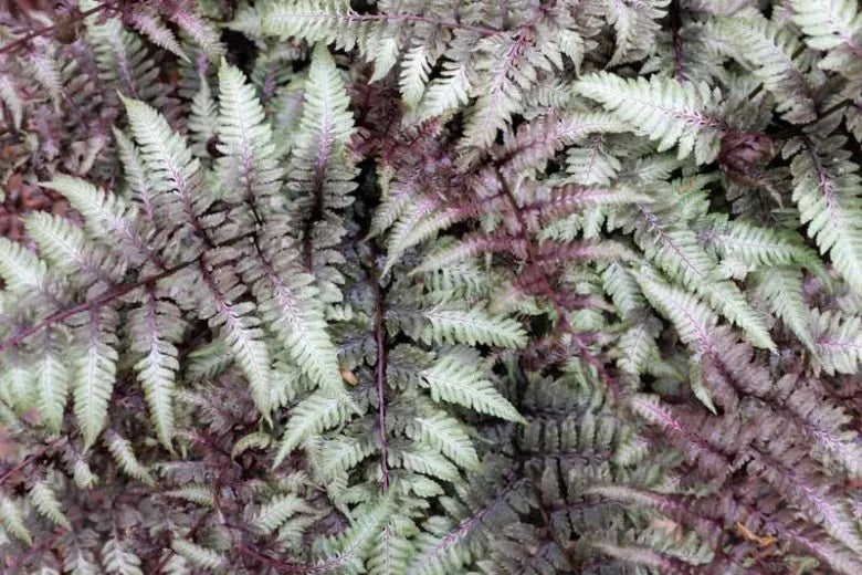 Fern 2c Athyrium Niponicum Var  Pictum 7 37123d4a 76f6 48fd 8a70 2e9aeddbec1e from www redcrocus com
