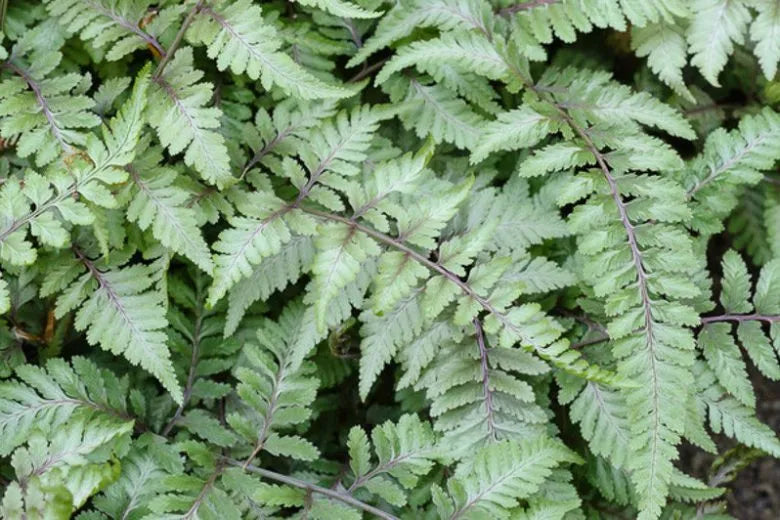 Fern 2c Athyrium Niponicum Var  Pictum 8 F685983c F3e4 4a3c Bc9d 875bbc64f532 from www redcrocus com