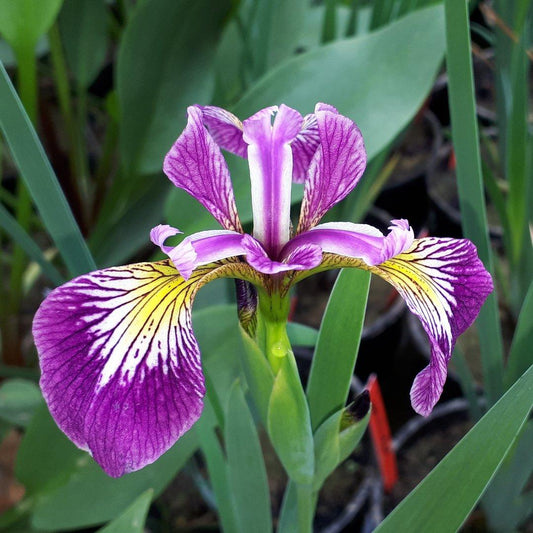 Iris Versicolor - View 10 from www redcrocus com