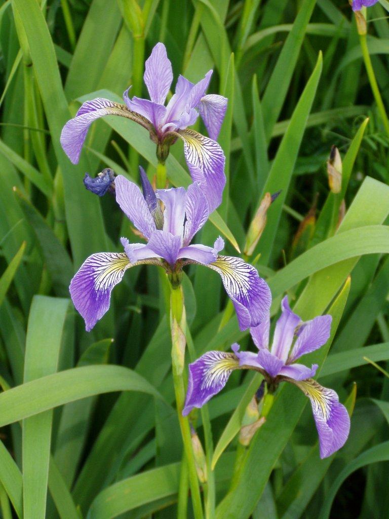 Iris Versicolor - View 11 from www redcrocus com