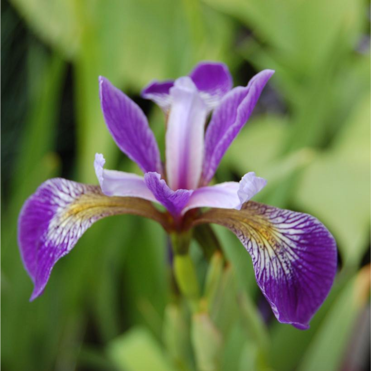 Iris Versicolor - View 12 from www redcrocus com