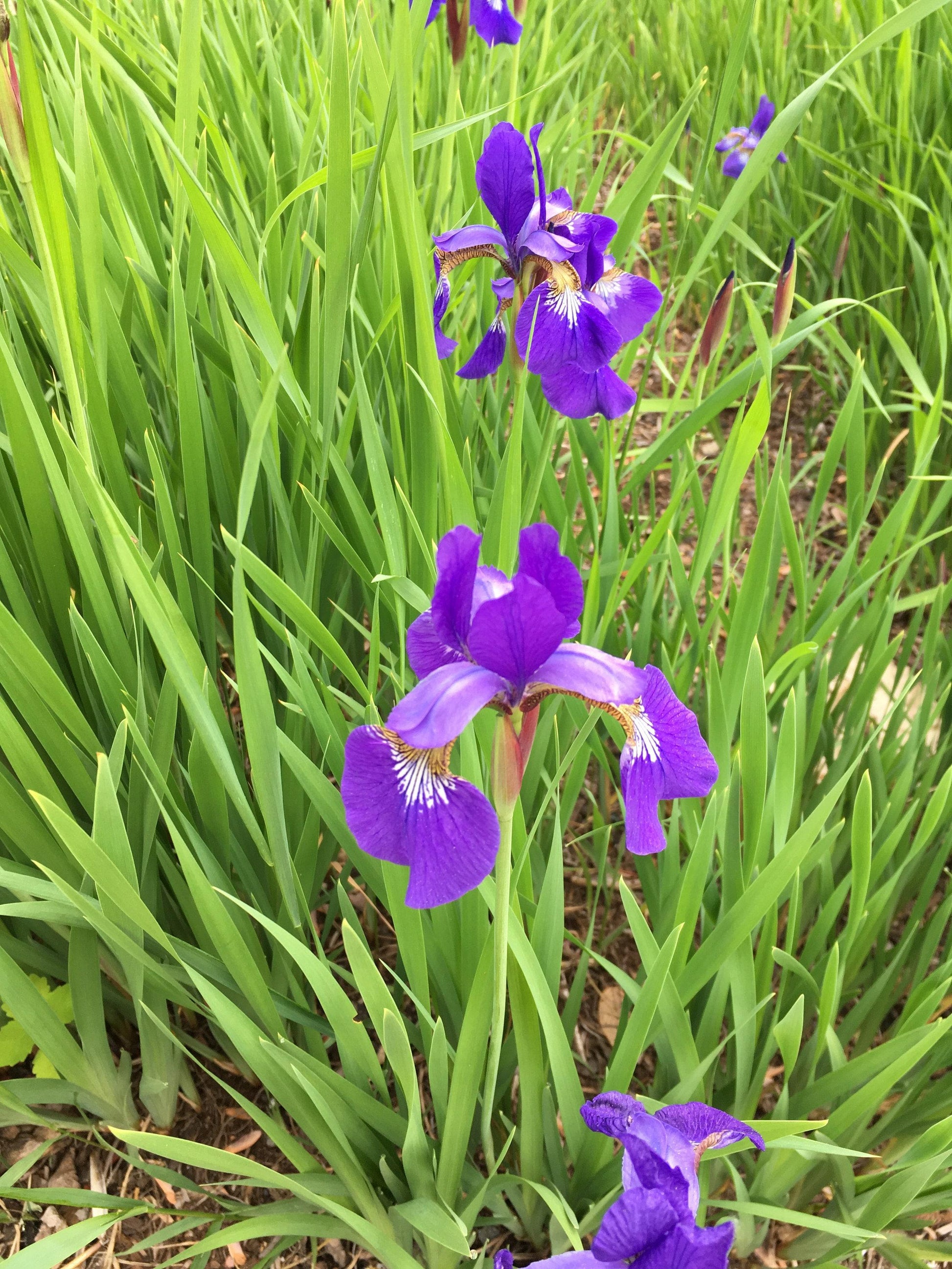 Iris Versicolor - View 13 from www redcrocus com