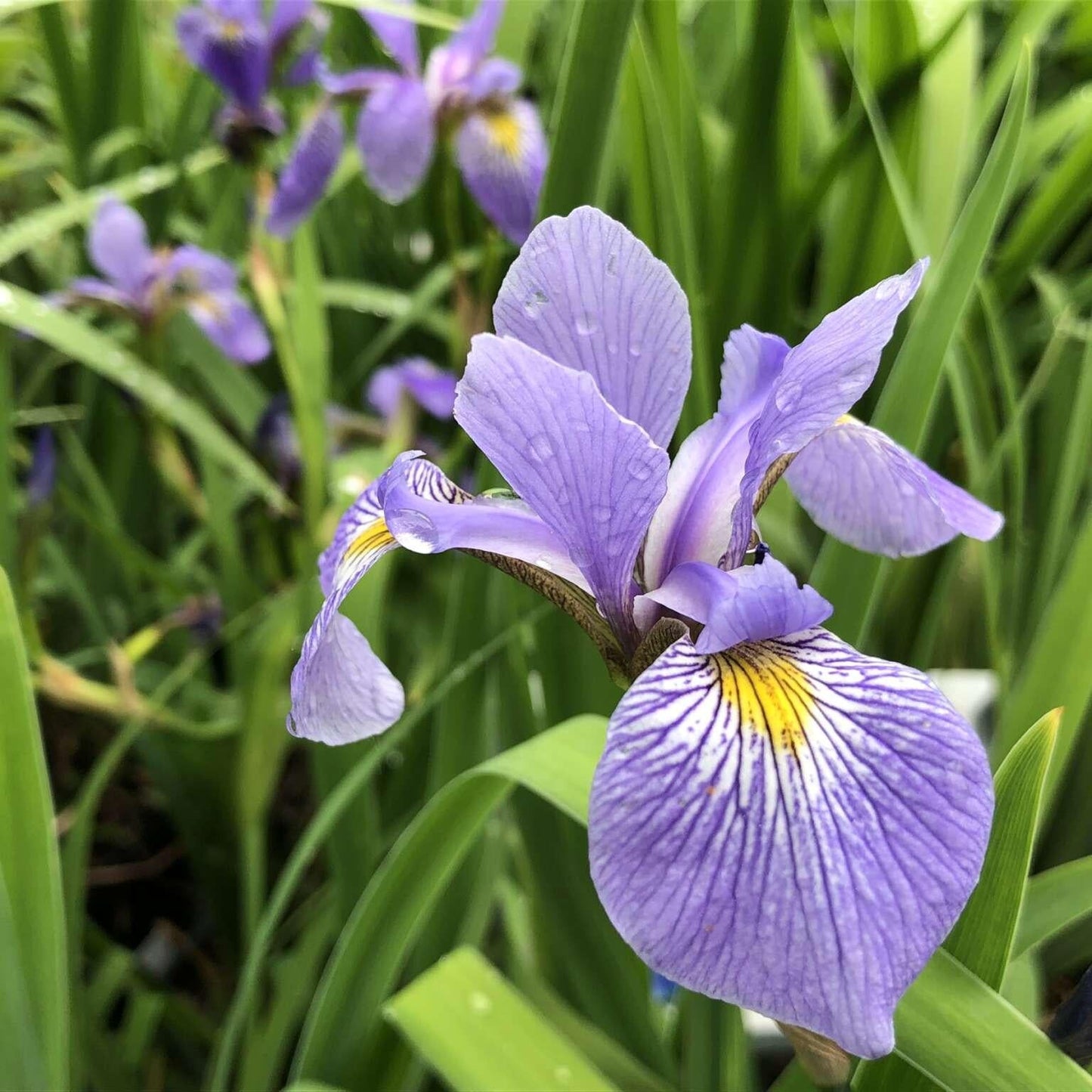 Iris Versicolor 14 67e04e80 0bbe 4c7b B633 51bb47527e7c from www redcrocus com