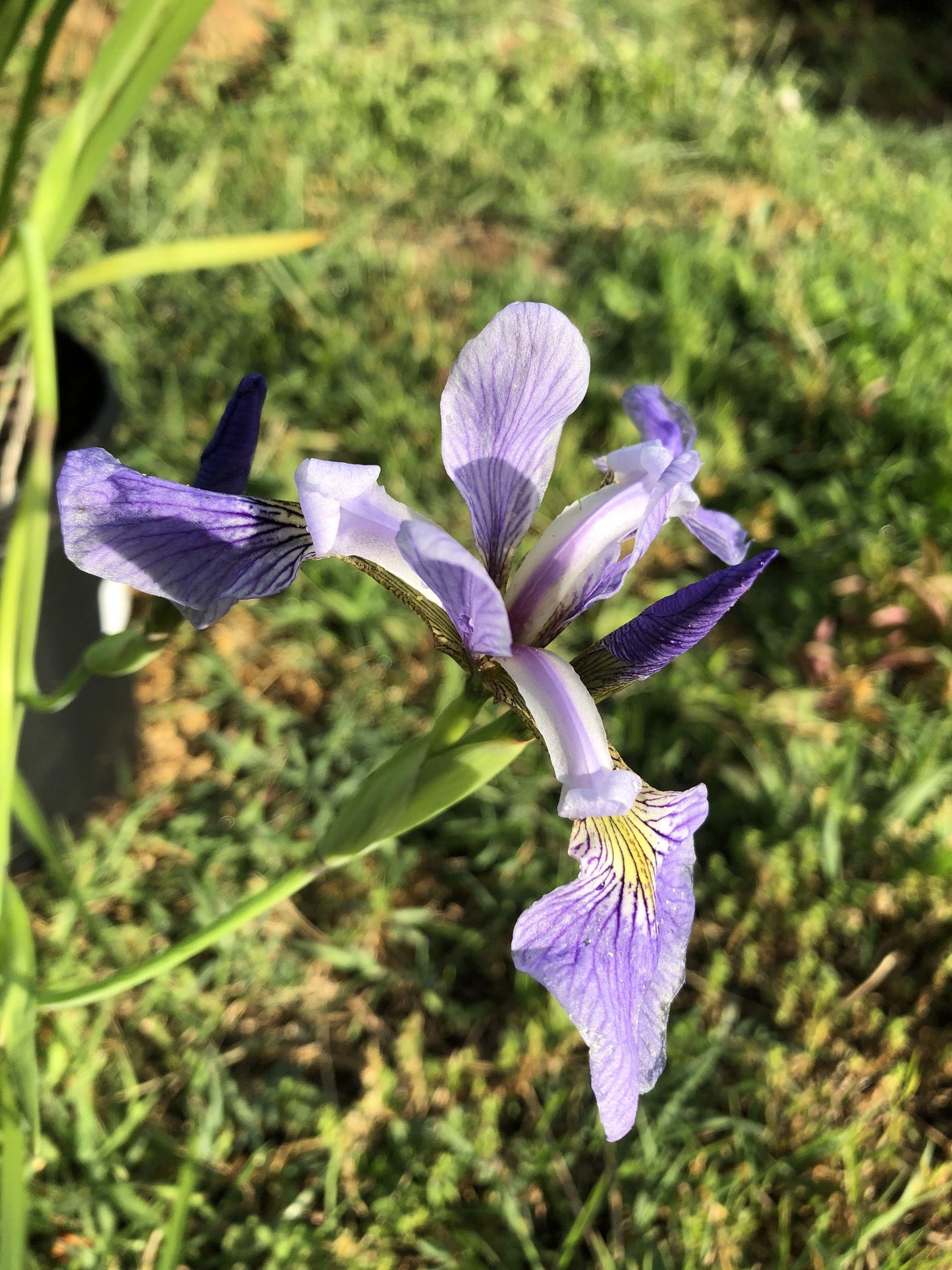 Iris Versicolor - View 16 from www redcrocus com