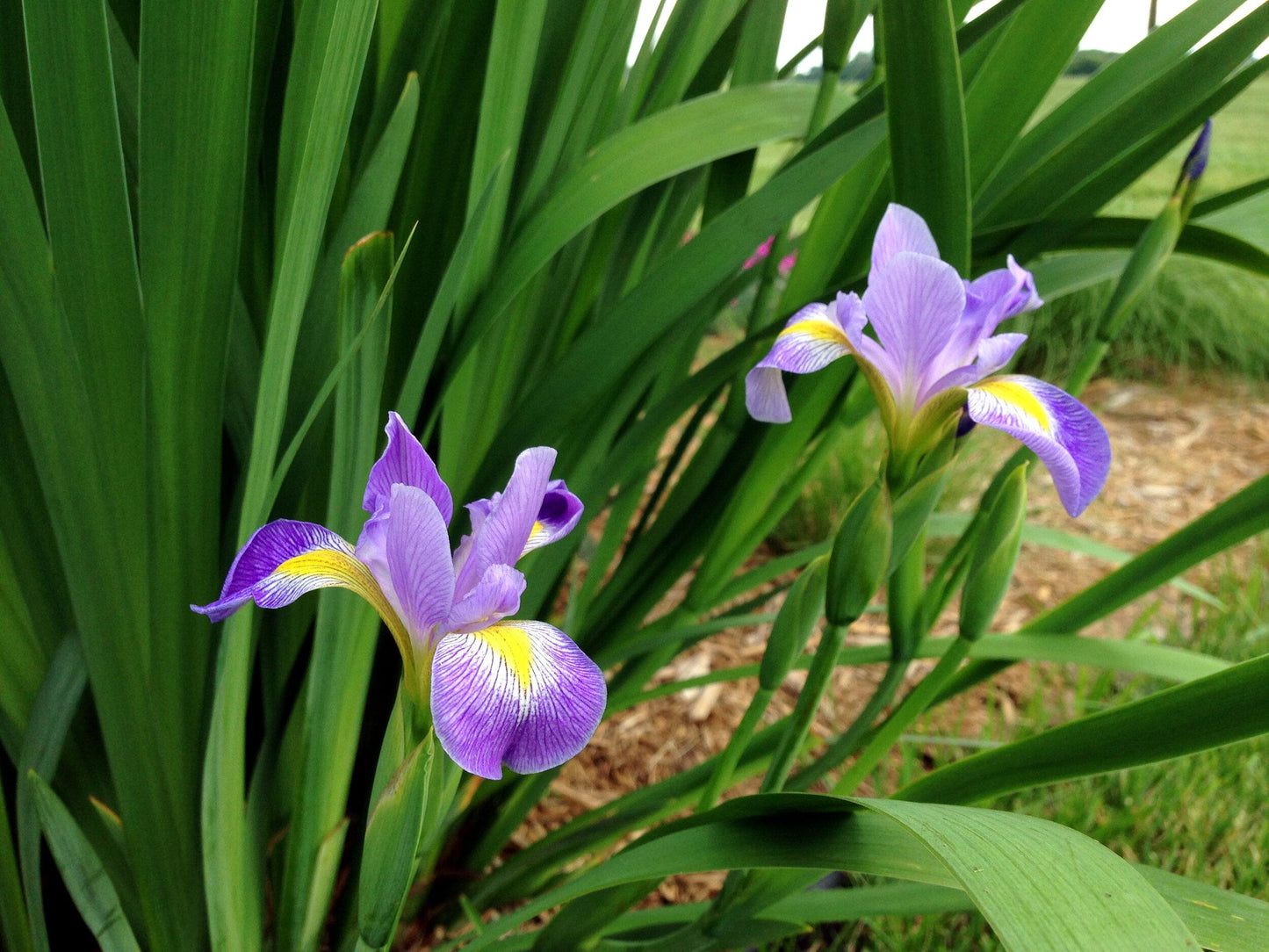Iris Versicolor - View 17 from www redcrocus com