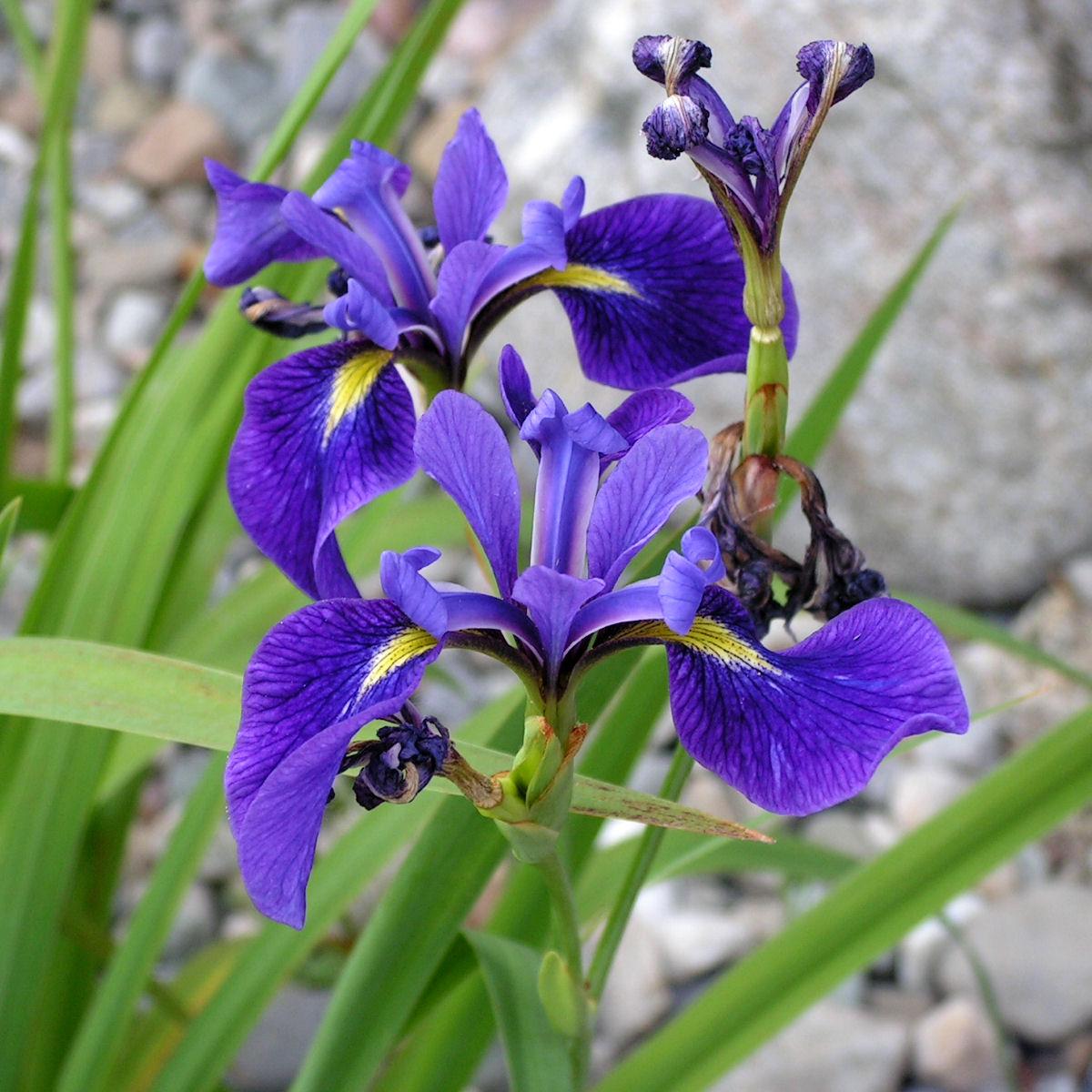 Iris Versicolor - View 2 from www redcrocus com