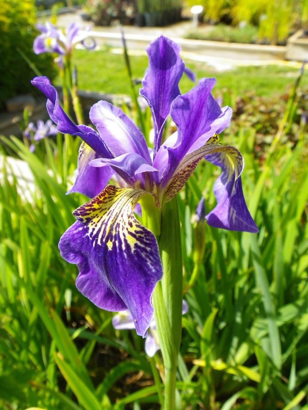 Iris Versicolor - View 5 from www redcrocus com
