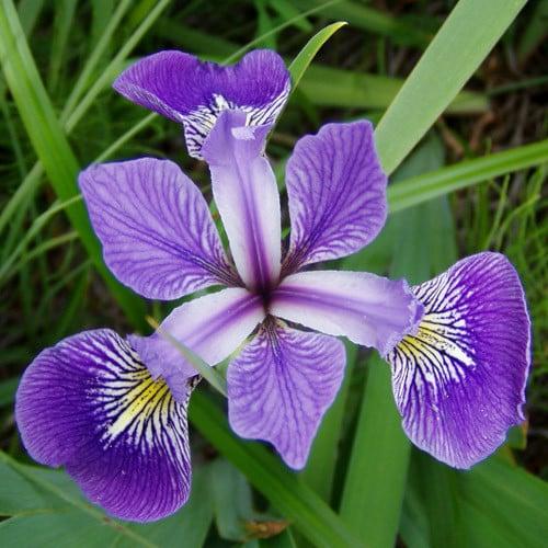 Iris Versicolor - View 6 from www redcrocus com