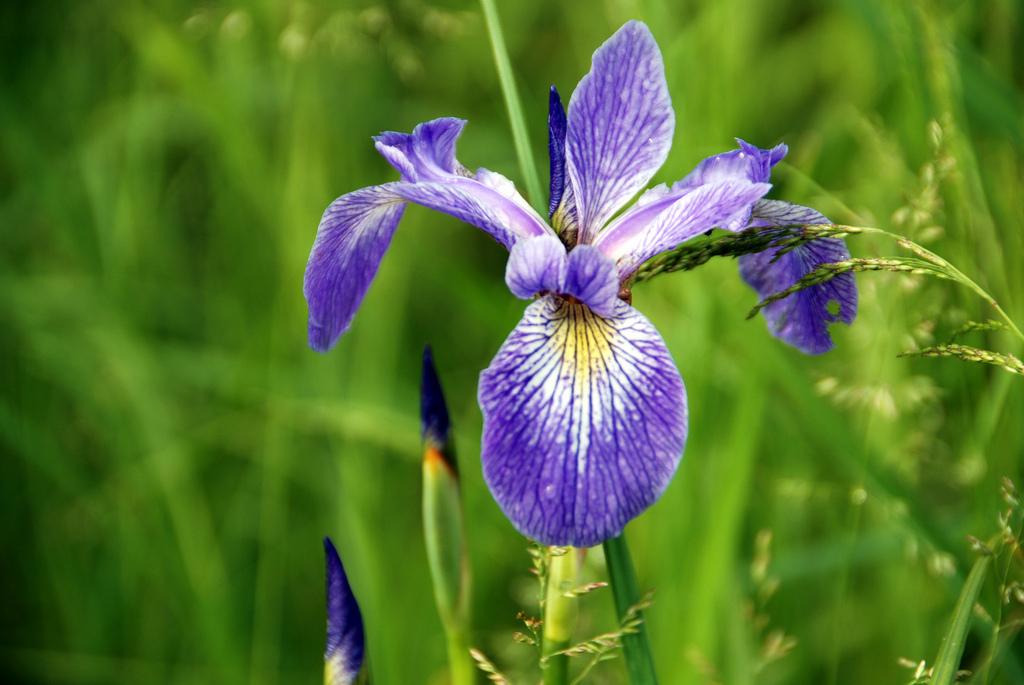 Iris Versicolor - View 7 from www redcrocus com