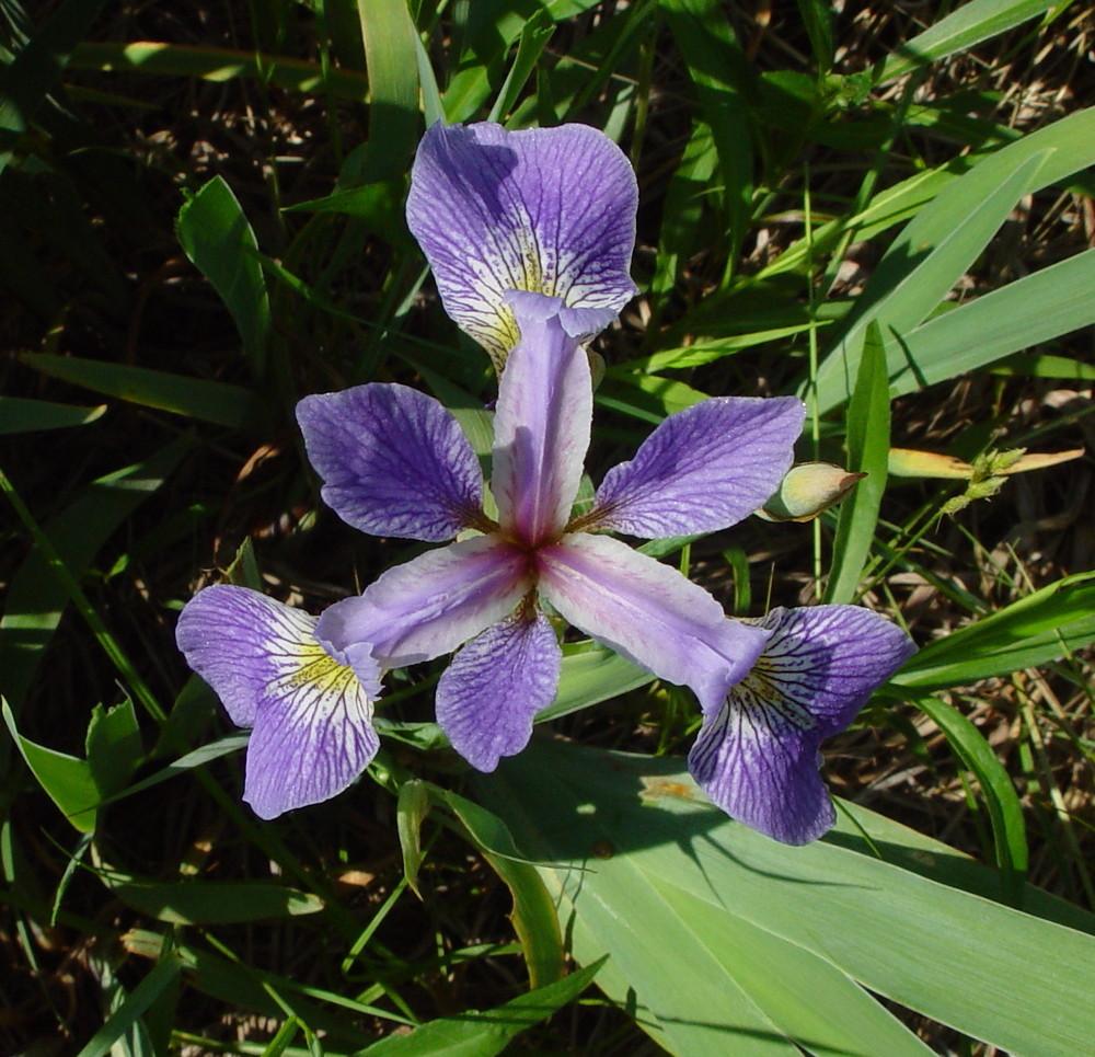 Iris Versicolor - View 9 from www redcrocus com