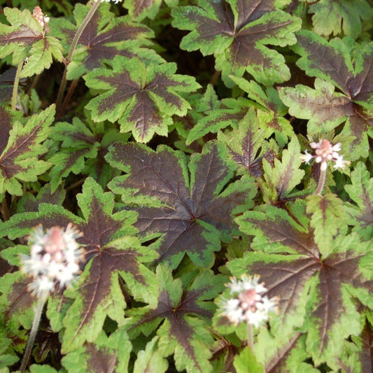 Tiarella X Sugar And Spice - View 10 from www redcrocus com