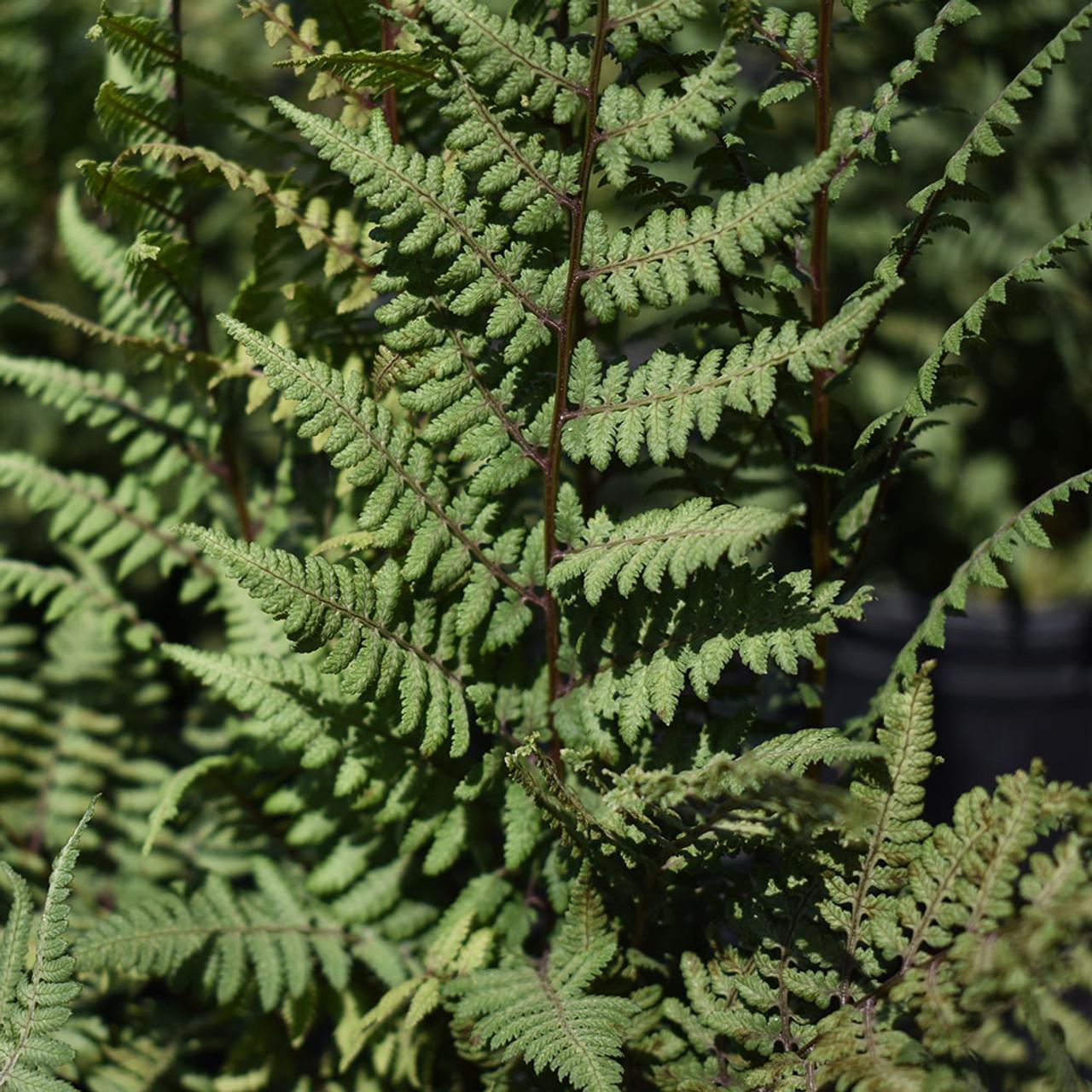 Fern Athyrium X Ghost - View 10 from www redcrocus com