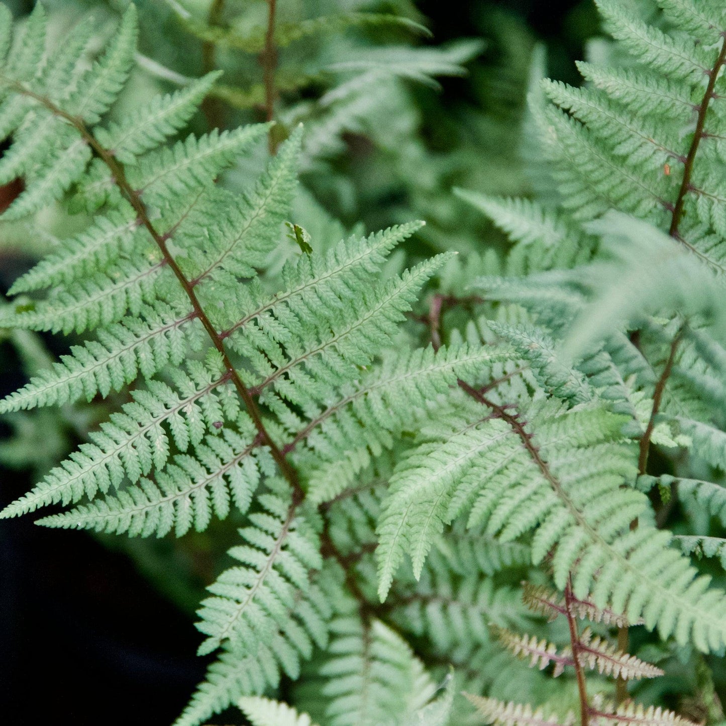 Fern Athyrium X Ghost - View 11 from www redcrocus com