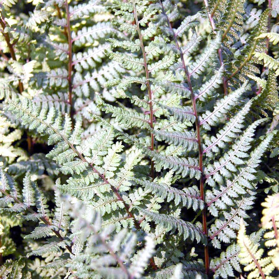 Fern Athyrium X Ghost - View 12 from www redcrocus com