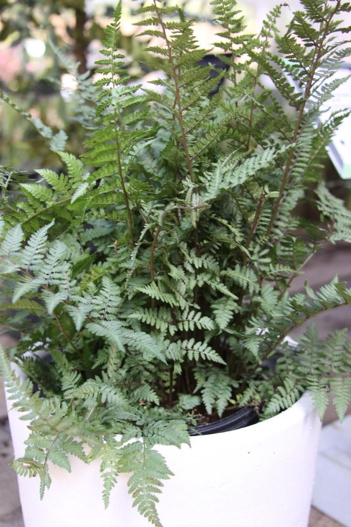 Fern Athyrium X Ghost - View 13 from www redcrocus com