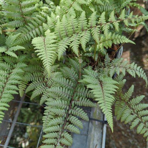 Fern Athyrium X Ghost - View 14 from www redcrocus com