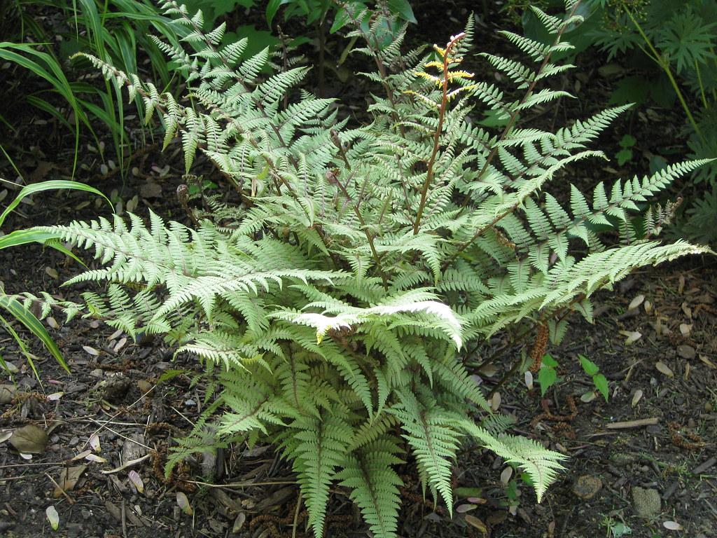 Fern Athyrium X Ghost - View 15 from www redcrocus com