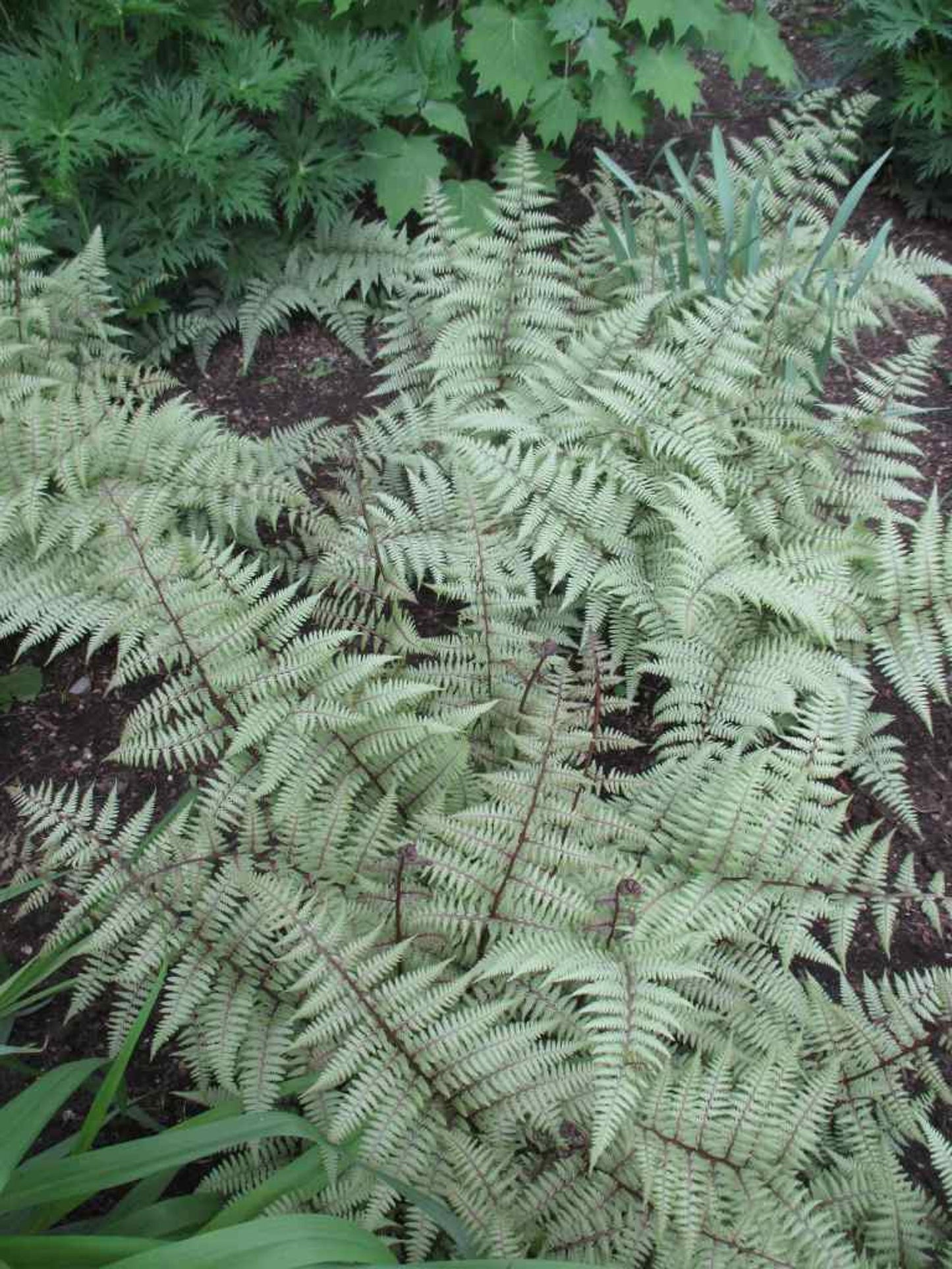 Fern Athyrium X Ghost - View 16 from www redcrocus com