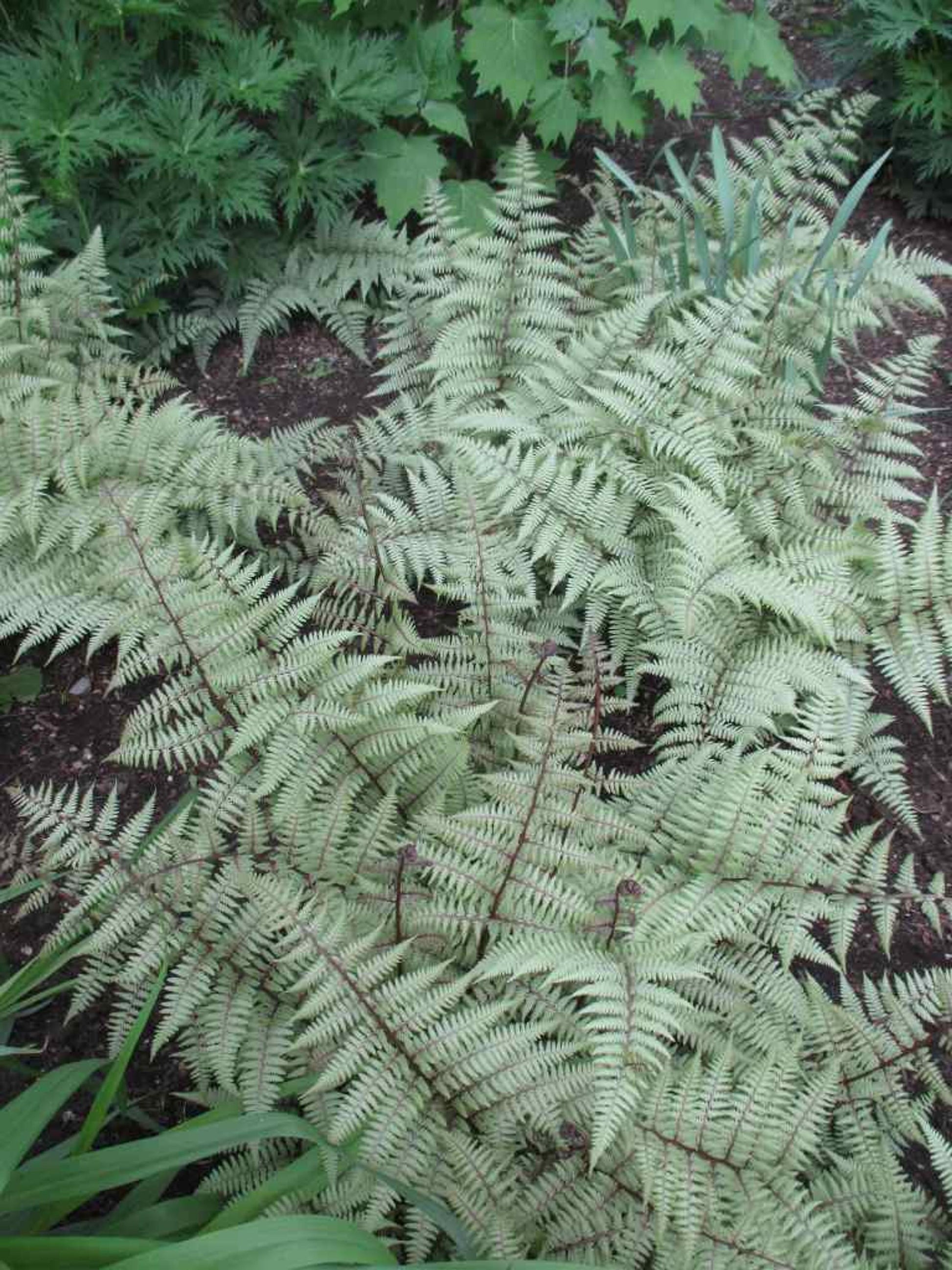 Fern Athyrium X Ghost - View 16 from www redcrocus com
