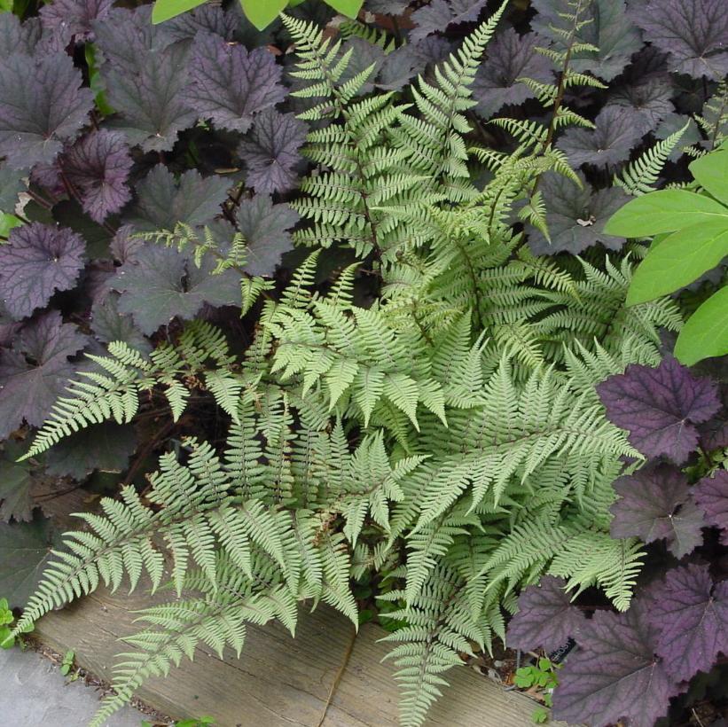 Fern Athyrium X Ghost - View 17 from www redcrocus com