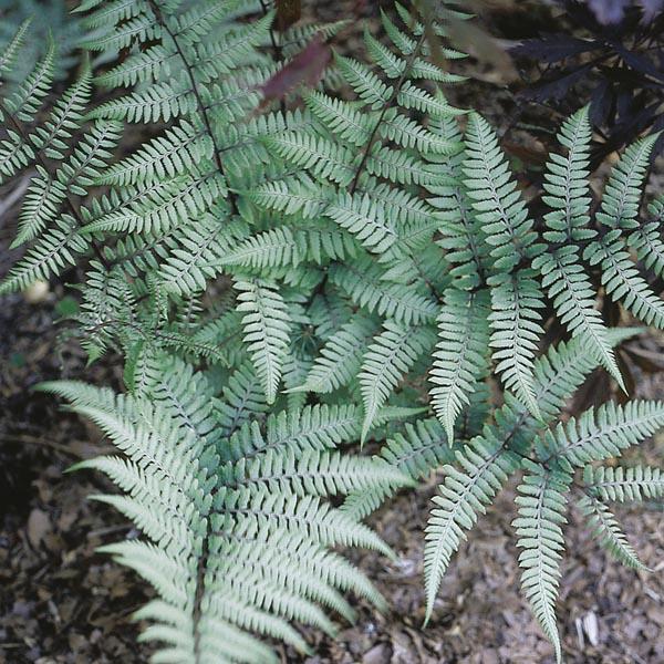 Fern Athyrium X Ghost - View 18 from www redcrocus com