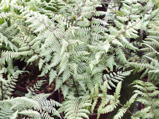 Fern Athyrium X Ghost - View 1 from www redcrocus com