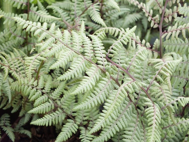 Fern Athyrium X Ghost - View 2 from www redcrocus com