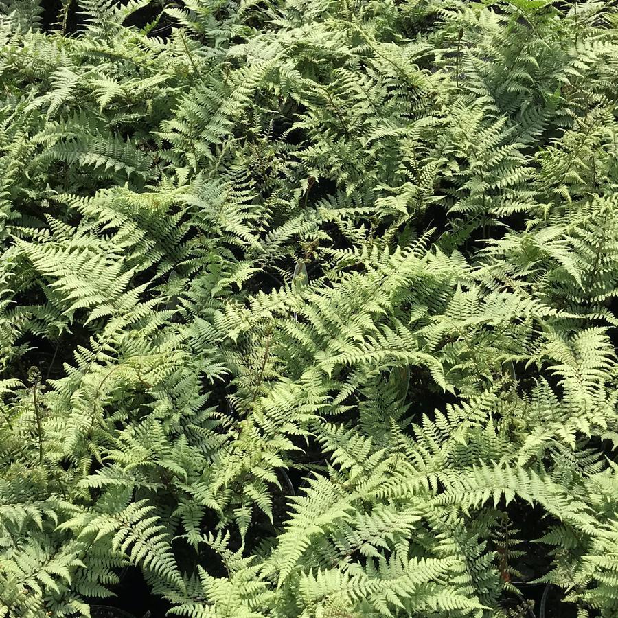 Fern Athyrium X Ghost - View 5 from www redcrocus com
