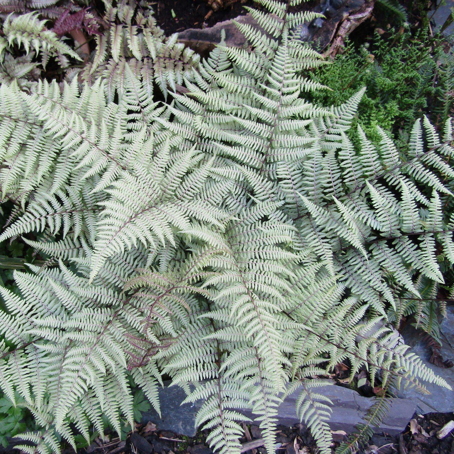 Fern Athyrium X Ghost - View 6 from www redcrocus com