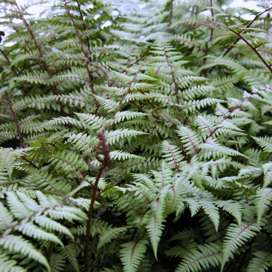 Fern Athyrium X Ghost - View 7 from www redcrocus com