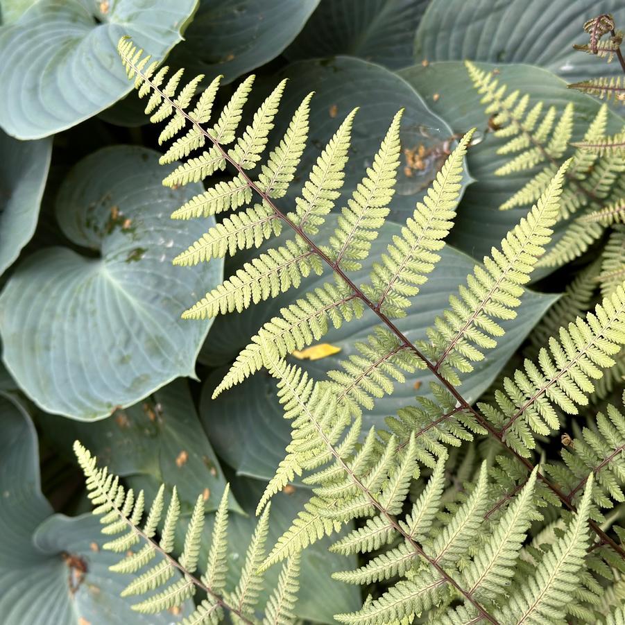 Fern Athyrium X Ghost - View 8 from www redcrocus com
