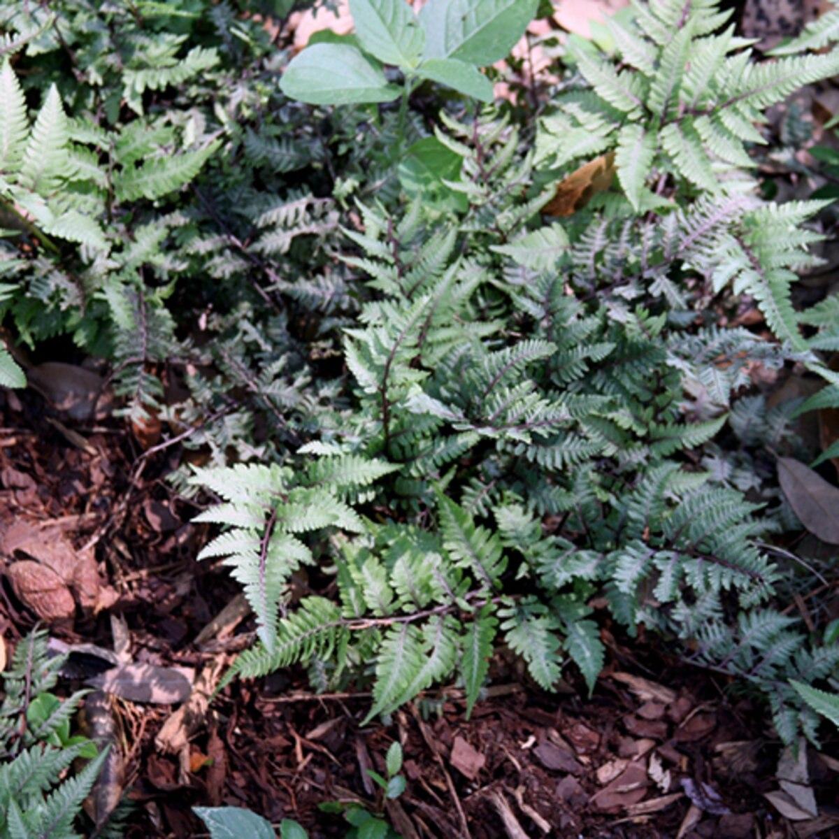 Fern Athyrium X Ghost - View 9 from www redcrocus com